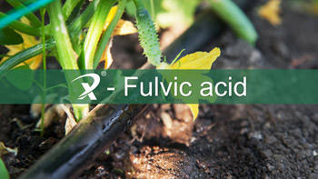 Fulvic acid