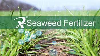 seaweed fertilizer